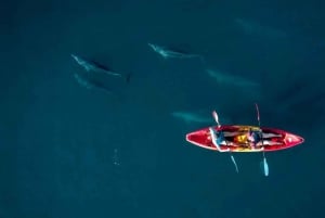 Tamarin: Guidet kajakktur med delfiner