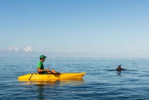 Tamarin: Guidet kajakktur med delfiner