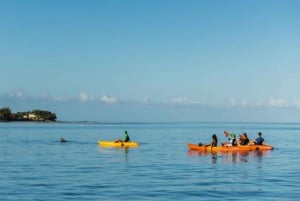 Tamarin: Guidet kajakktur med delfiner