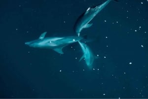 Tamarin: Guidet kajakktur med delfiner