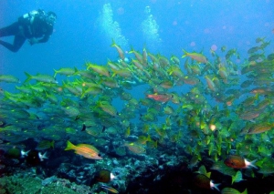 Tamarin Ocean Pro Diving