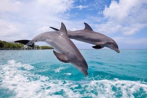 Tamarin: snorkeling con i delfini, Crystal Rock, Ile aux Benitiers, pranzo
