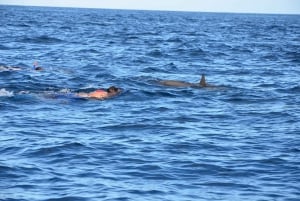Tamarin: snorkeling con i delfini, Crystal Rock, Ile aux Benitiers, pranzo