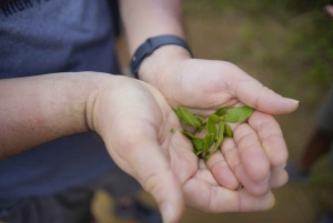 Tamarind Falls Afternoon Guided Hike with Swimming