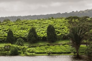 Vulcão, lago, floresta, plantação de chá e almoço de 3 pratos