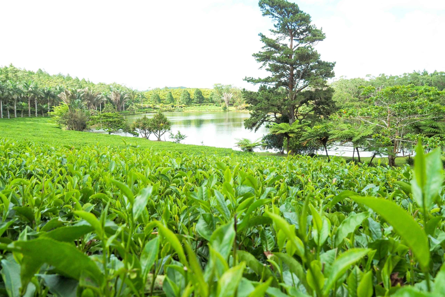 Tea, Rum & Vanilla Route