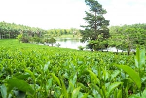 Ruta del Té, Ron y Vainilla