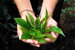 Ruta del Té, Ron y Vainilla