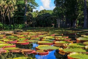 Eksoottinen pohjoinen: Mauritian Life...