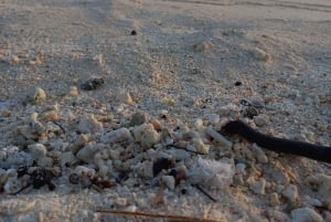 Grand Baie: prywatna wycieczka łodzią na trzy wyspy i grill na plaży