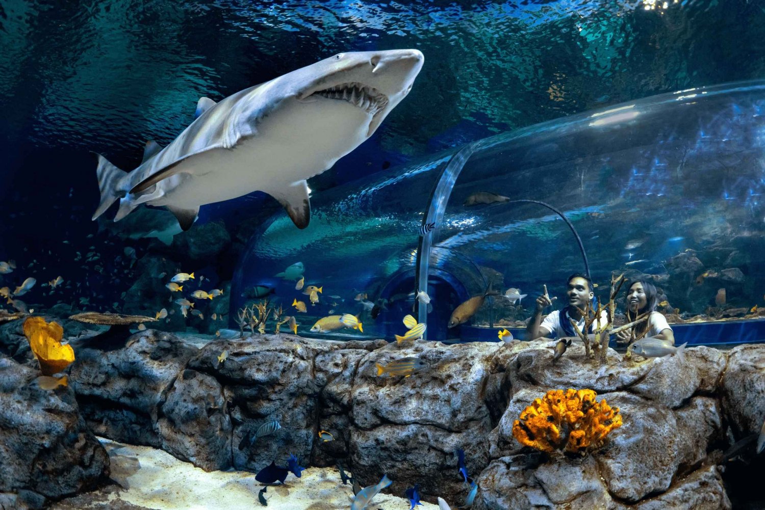 Port Louis: Odysseo Ozeanarium Mauritius Ticket