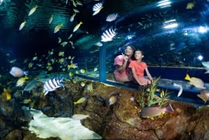 Ticket to the largest Oceanarium of the Mascarene Islands