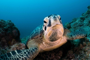 Triolet: Undervannstur med hotelltransport