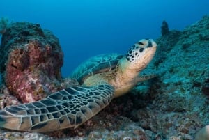 Trou-aux-Biches : Excursion sous-marine à l'épave de Star Hope