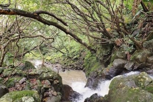 Kokeile Ultimate jännittävää polkupyörä-zip-lining aktiviteettia!