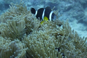 Passeggiata sottomarina e spiagge del nord con trasporto