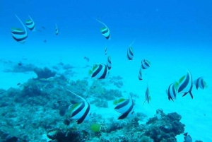 Passeggiata sottomarina e spiagge del nord con trasporto