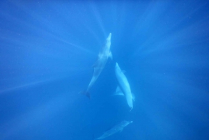 Aventure inoubliable avec le bateau Havanah !