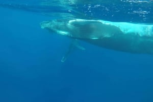 Aventure inoubliable avec le bateau Havanah !