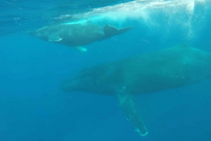 Aventure inoubliable avec le bateau Havanah !