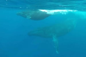 Aventure inoubliable avec le bateau Havanah !