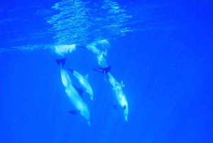 Aventure inoubliable avec le bateau Havanah !