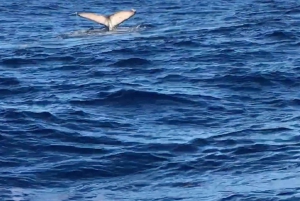 Aventure inoubliable avec le bateau Havanah !