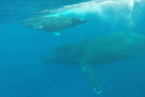 ¡Aventura inolvidable con Havanah Boat!