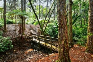 Vulcão, lago, floresta, plantação de chá e almoço de 3 pratos