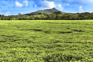 Vulcão, lago, floresta, plantação de chá e almoço de 3 pratos