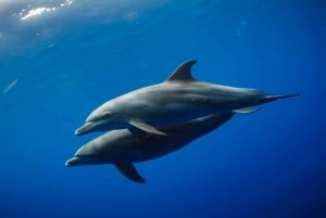 Nage avec les dauphins sur la côte ouest de l'île Maurice, rocher de cristal et déjeuner