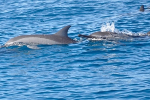 West: Swim wz dolphins, Crystal Rock, Lunch Benitiers island