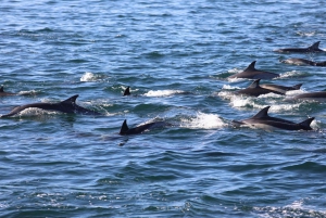 West: Swim wz dolphins, Crystal Rock, Lunch Benitiers island