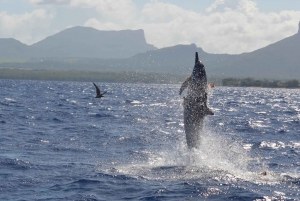West: Swim wz dolphins, Crystal Rock, Lunch Benitiers island