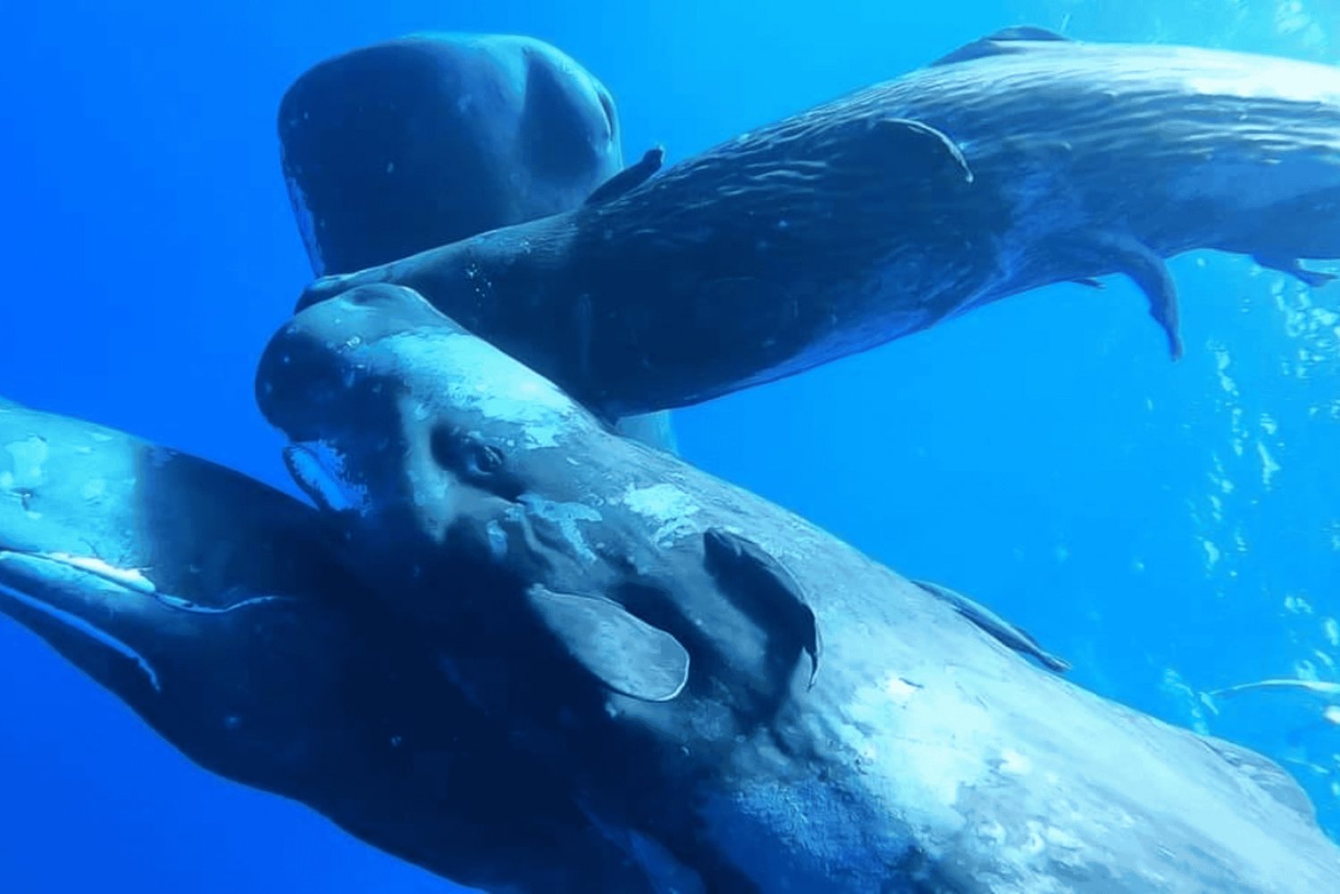 Nuoto con balene e delfini - Tour privato in motoscafo esclusivo