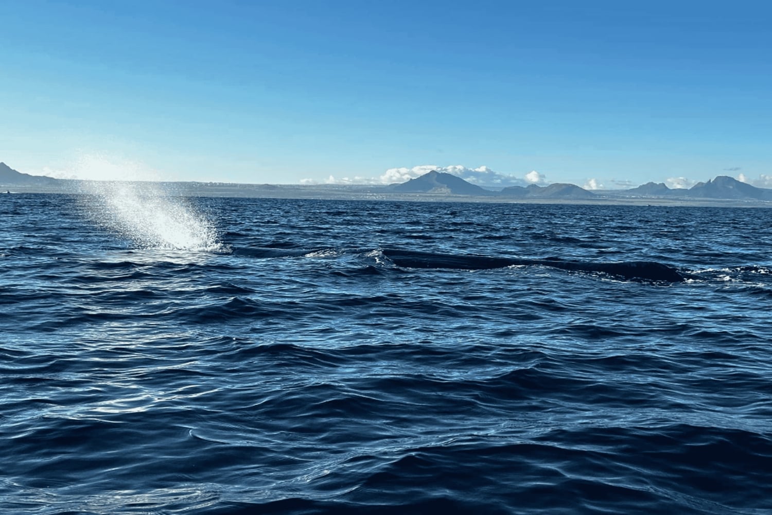 Hval- og delfinsvømning - eksklusiv privat tur med speedbåd