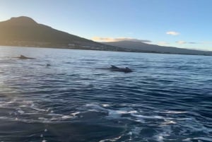 Whale & Dolphins Swimming - Private Speedboat Exclusive Tour