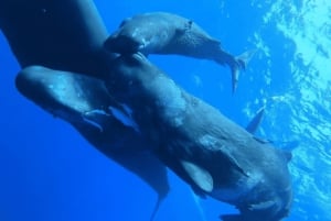 Natação com baleias e golfinhos - Excursão exclusiva em lancha particular