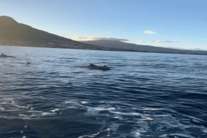 Natação com baleias e golfinhos - Excursão exclusiva em lancha particular