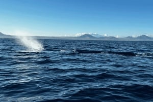 Natação com baleias e golfinhos - Excursão exclusiva em lancha particular