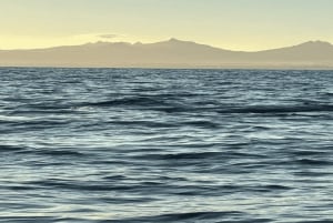 Natação com baleias e golfinhos - Excursão exclusiva em lancha particular