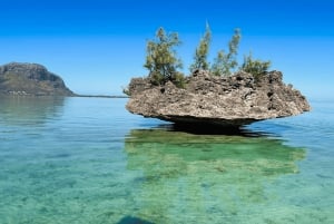 Natação com baleias e golfinhos - Excursão exclusiva em lancha particular