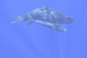 Natação com baleias e golfinhos - Excursão exclusiva em lancha particular