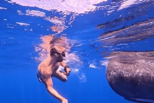 Natação com baleias e golfinhos - Excursão exclusiva em lancha particular