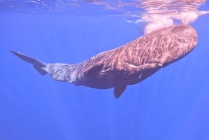 Natação com baleias e golfinhos - Excursão exclusiva em lancha particular