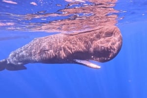 Natação com baleias e golfinhos - Excursão exclusiva em lancha particular