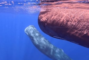 Natação com baleias e golfinhos - Excursão exclusiva em lancha particular