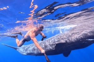 Natação com baleias e golfinhos - Excursão exclusiva em lancha particular