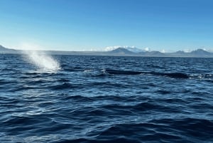 Hval- og delfinsvømning - eksklusiv privat tur med speedbåd