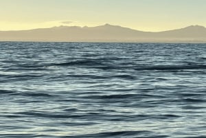 Hval- og delfinsvømning - eksklusiv privat tur med speedbåd